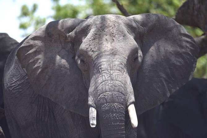Full-Day Hwange National Park Tour from Victoria Falls - The $275 price and the value of a guided day