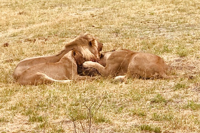 Full-Day Hwange National Park Tour from Victoria Falls - Group size, comfort, and access