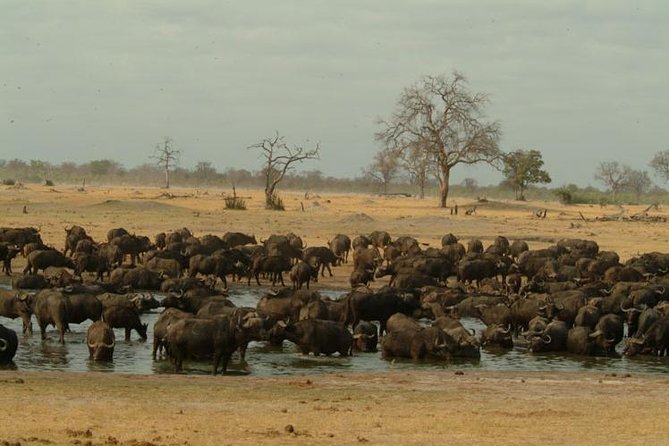 Full-Day Hwange National Park Tour from Victoria Falls - The 6:00 a.m. departure from Victoria Falls