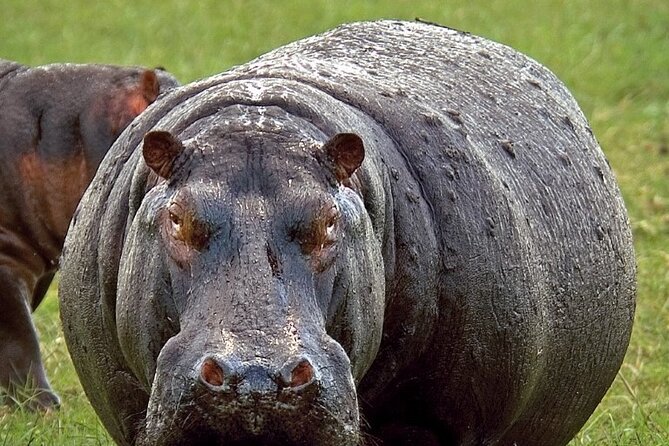 Full-Day Safari Chobe National Park and boat safari - The three-hour Chobe River cruise