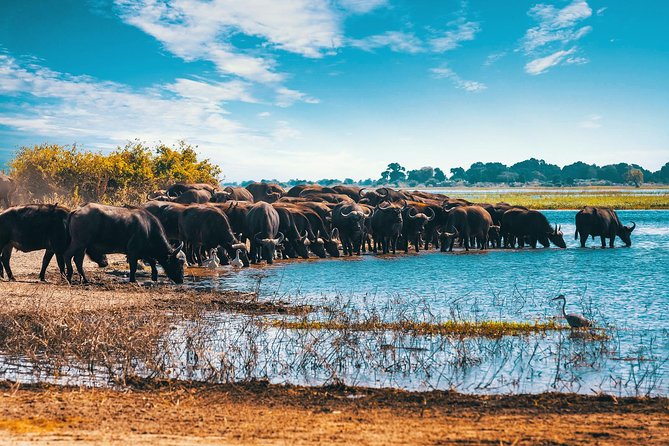 Full Day Zambezi National Park Golden Safari - What Eddie and Peter add to the day