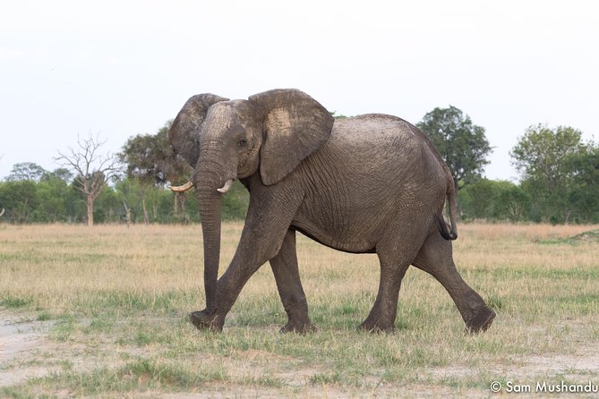 Full-Day Zimbabwe Zambezi National Park Safari & Lunch - An early start from Victoria Falls