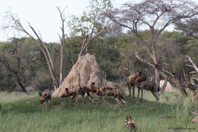 Full-Day Zimbabwe Zambezi National Park Safari & Lunch - Lunch at a picnic site in the park