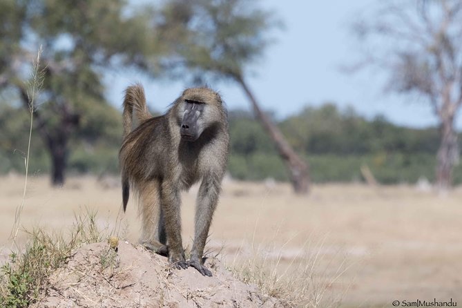 Full-Day Zimbabwe Zambezi National Park Safari & Lunch - What the private format is worth at $200