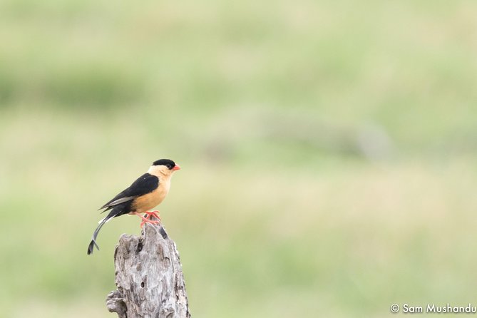 Full-Day Zimbabwe Zambezi National Park Safari & Lunch - Chamabondo Vlei brings a second setting