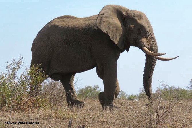 Game Drive (AM / PM) - Zambezi National Park - River Wild Safaris - Why this short safari works near Victoria Falls