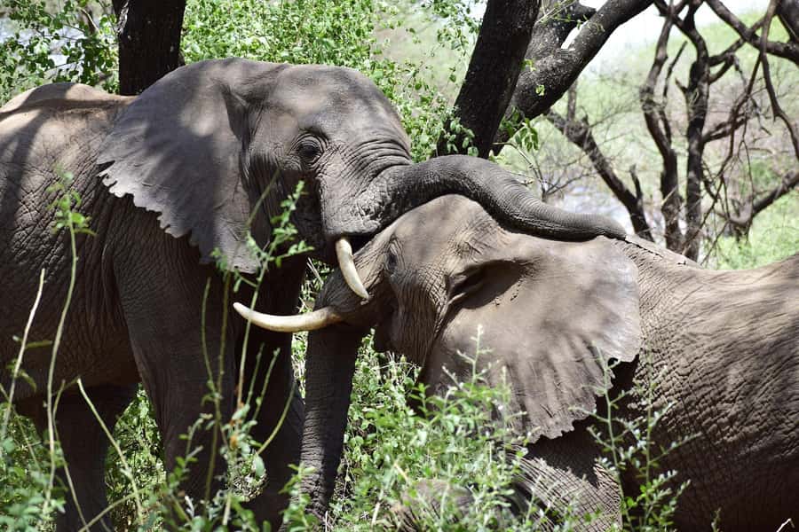 Game drive in Victoria Falls - Leaving Victoria Falls for Zambezi National Park