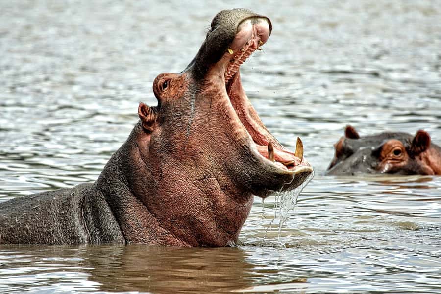 Game drive in Victoria Falls - A three-hour search for elephants, lions, and more