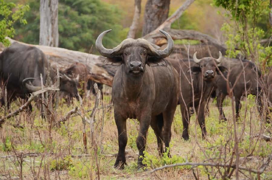 Game drive in Victoria Falls - Your guide shapes the whole morning
