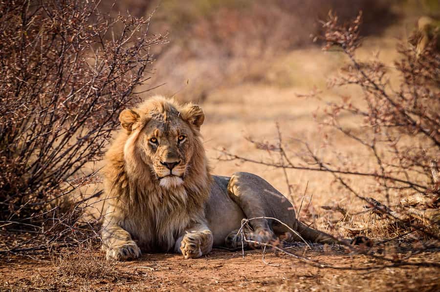 Game drive in Victoria Falls - The breakfast stop can be the warmest part
