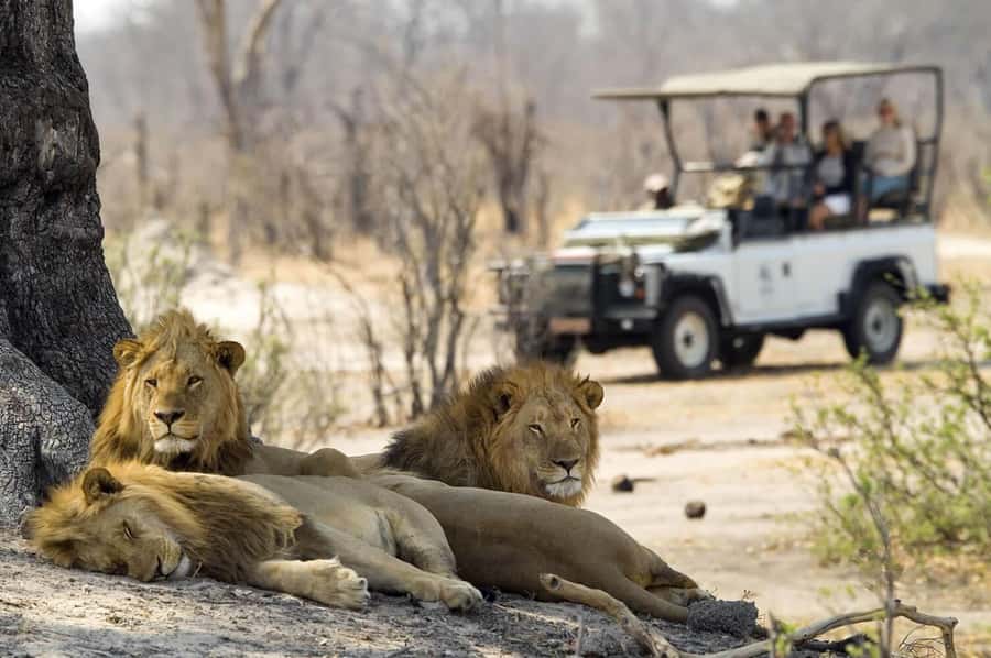 Game drive in Victoria Falls - Why sightings change from one drive to another