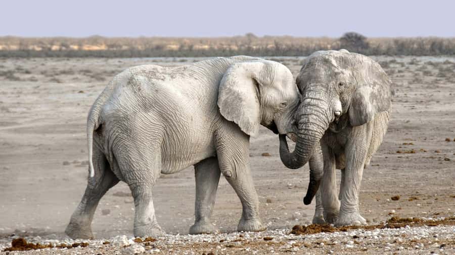 Game drive in Victoria Falls - Is $100 a fair price?