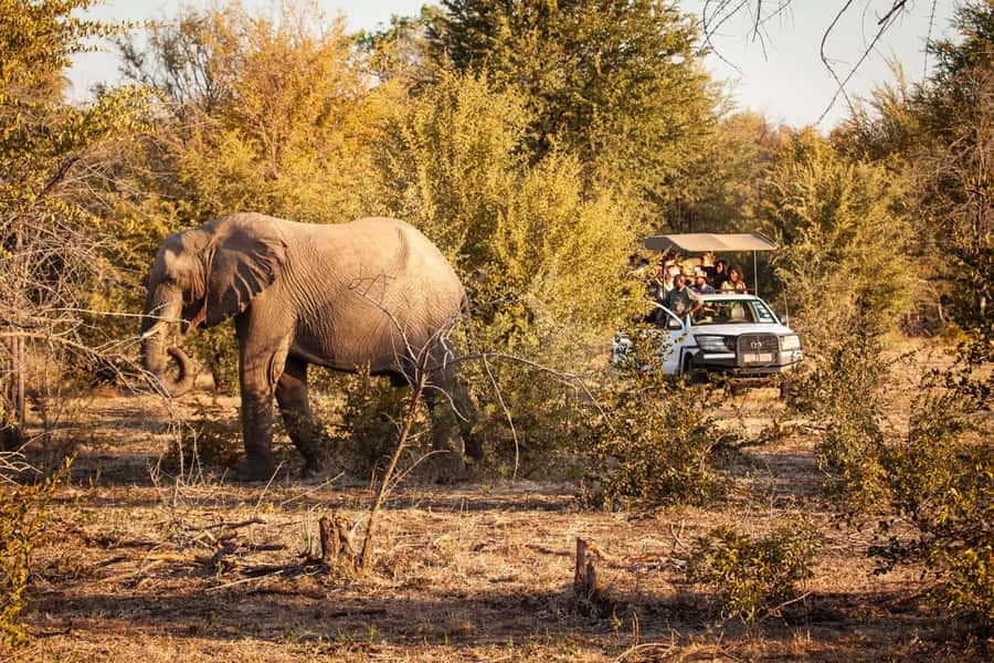 Game drive in Victoria Falls - Who will enjoy this safari most?