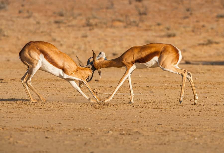 Game drive in Victoria Falls - The open 4x4 makes viewing easier
