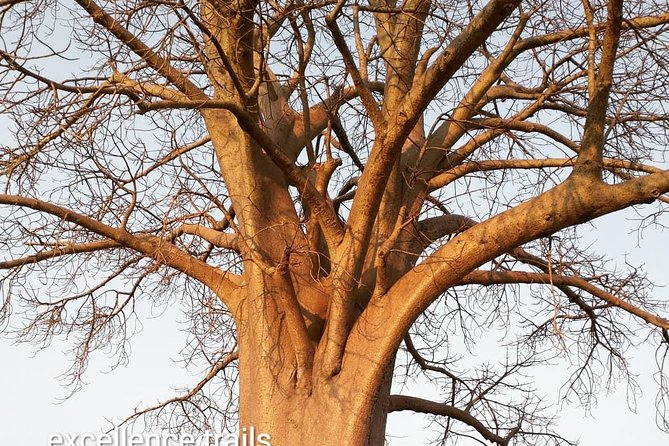 Game Drive in Zambezi National Park Morning or Afternoon - Wildlife sightings: exciting, but never guaranteed