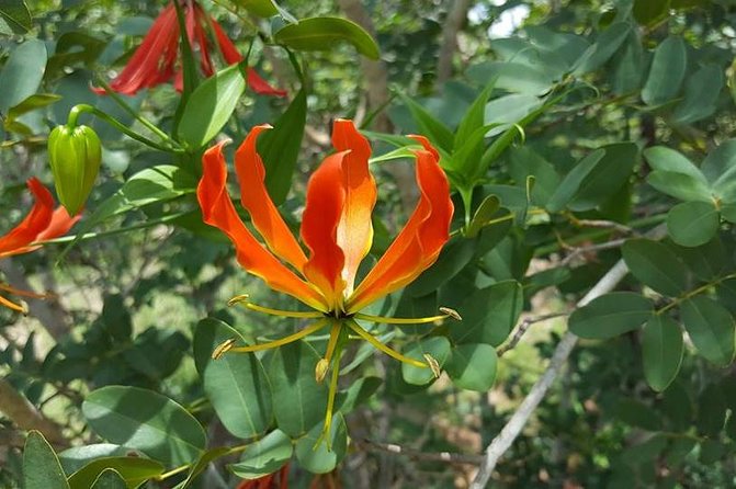 Game Drive in Zambezi National Park Morning or Afternoon - Why the afternoon option may suit you better