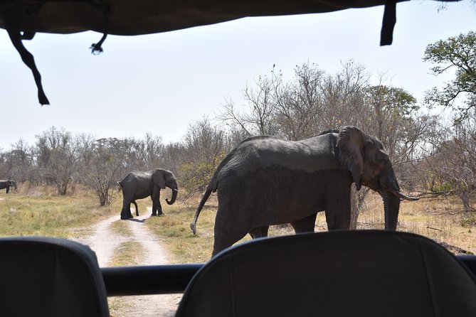 Game Drives - A nearby national park with a real safari feel