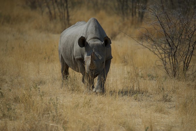 Game Drives - Choosing morning or afternoon