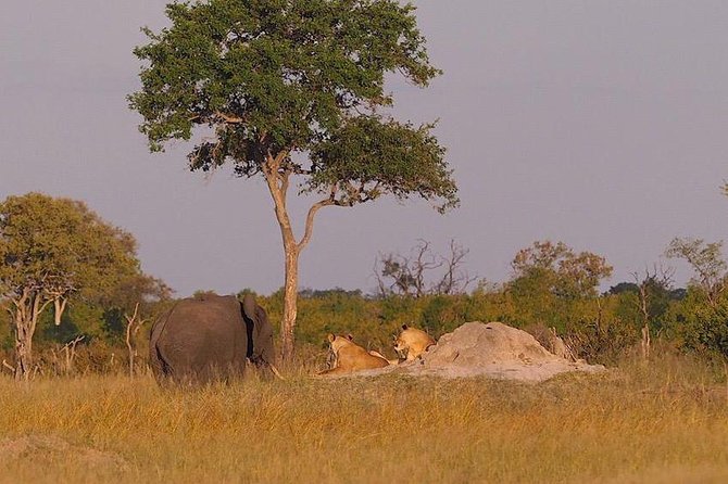 Game Drives - How this compares with other Victoria Falls activities