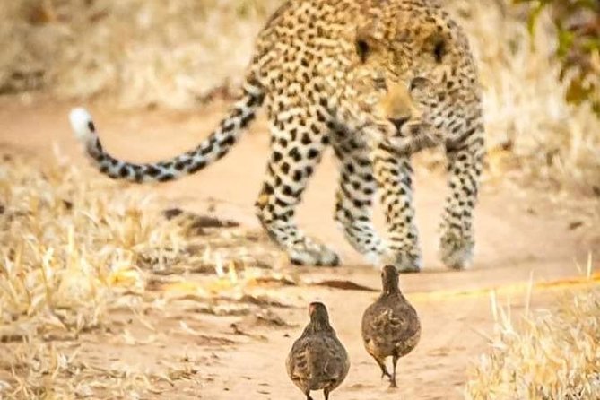 Game Drives - Who should book this drive
