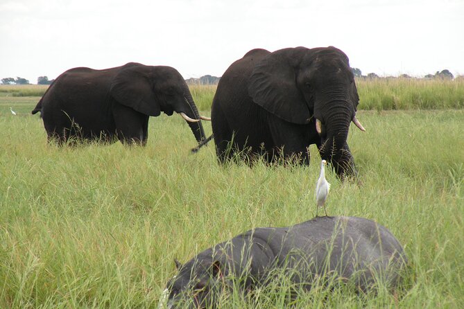 Game Drives in the Zambezi National Park - Picking between an early morning and evening drive