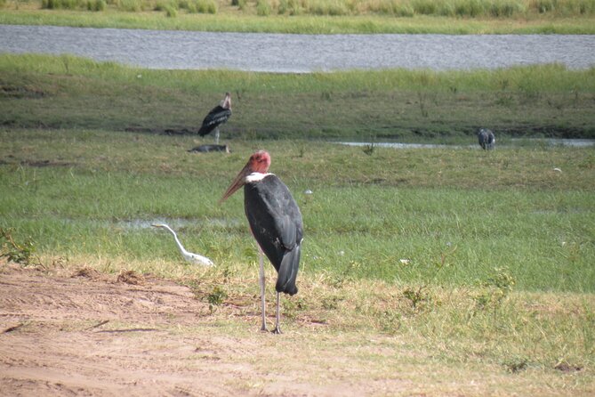 Game Drives in the Zambezi National Park - What $100 buys you