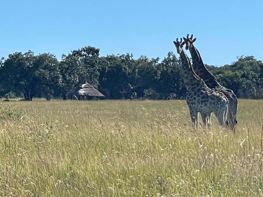Harare: Half Day Outdoor Adventure - Why a private guide changes the experience