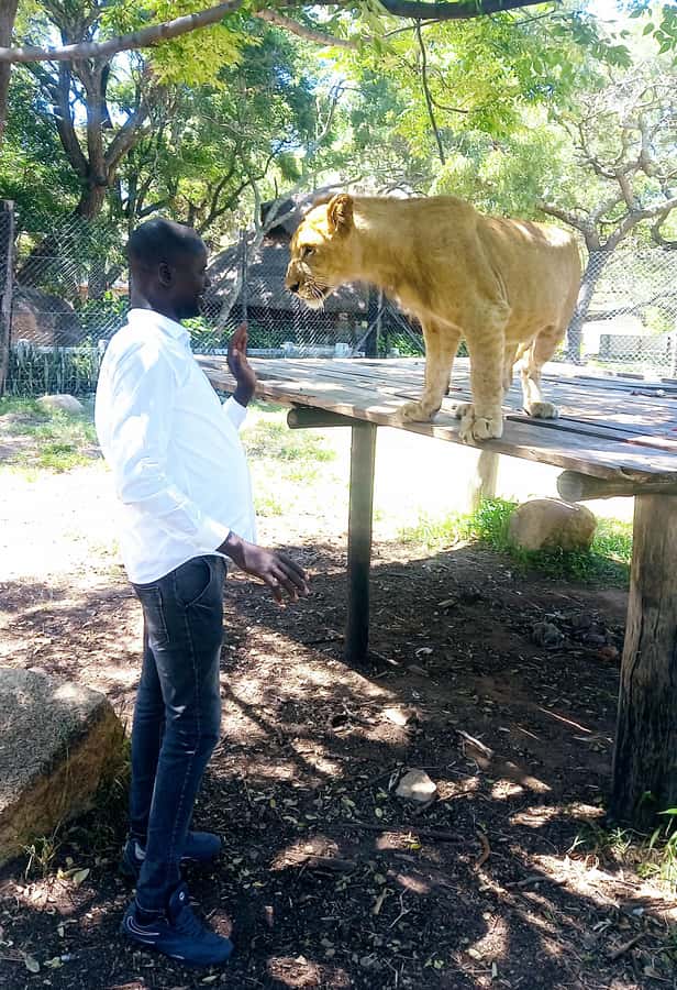 Harare: Half Day Outdoor Adventure - From city streets to Lion Park Safari