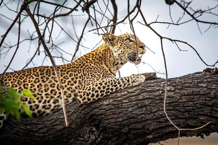 Hwange Big 5 Wildlife Safari – Day Trip from Victoria Falls - Hwange Colliery and the road south