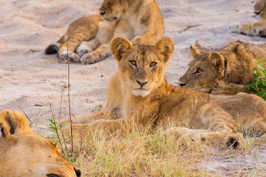 Hwange Big 5 Wildlife Safari – Day Trip from Victoria Falls - Wildlife hides for a closer look