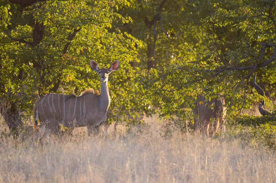 Hwange Full Day Safari from Victoria Falls - Hwange Safari Highlights