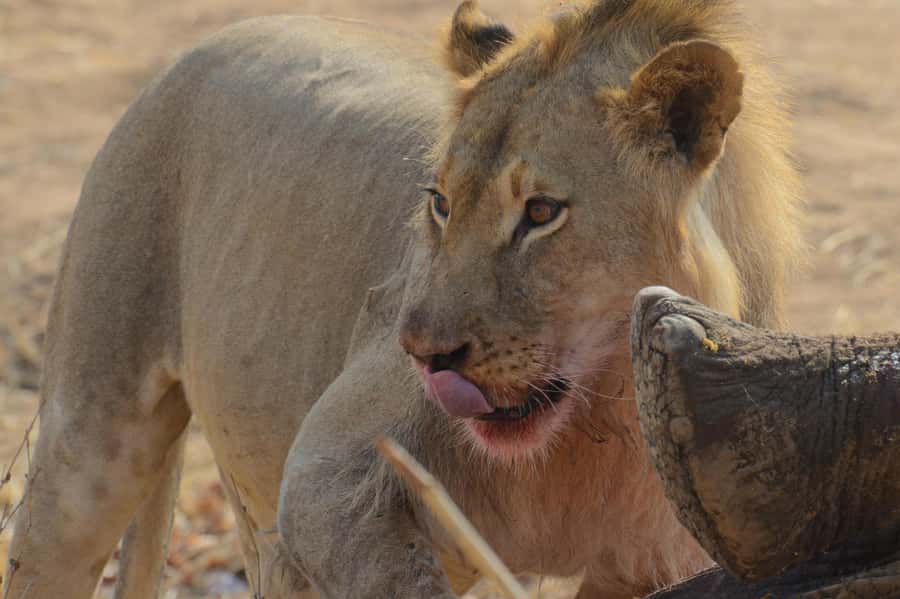 Hwange Full Day Safari from Victoria Falls - Entering Hwange Through Main Camp