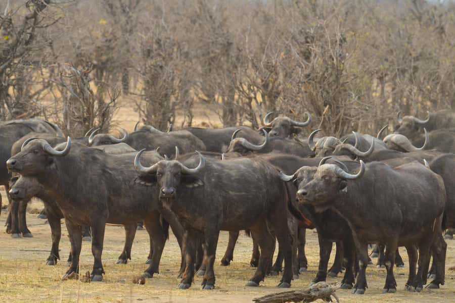 Hwange Full Day Safari from Victoria Falls - The 6:00 am Start From Victoria Falls