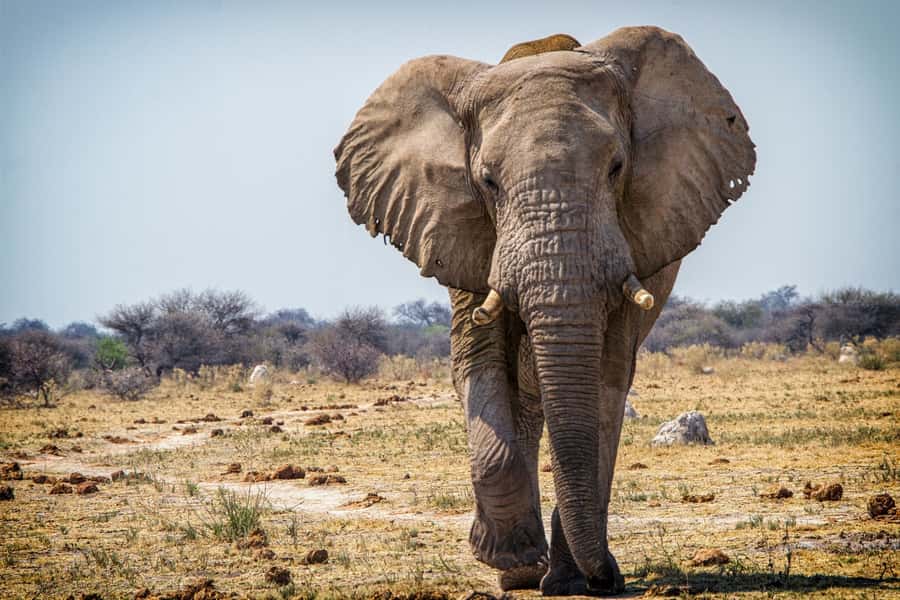 Hwange National Park Day Trip from Victoria Falls - Key points to know before booking