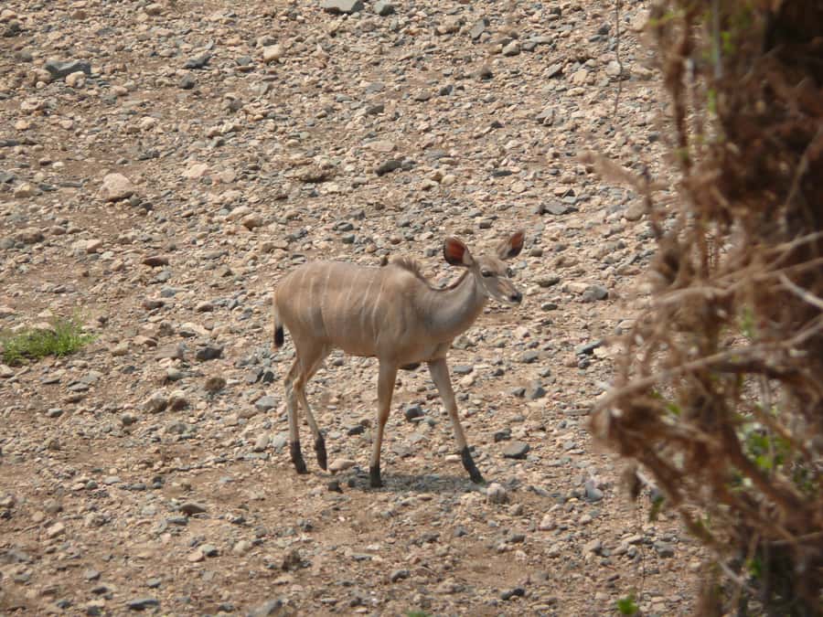 Hwange National Park Day Trip from Victoria Falls - Why Hwange makes a worthwhile day from Victoria Falls