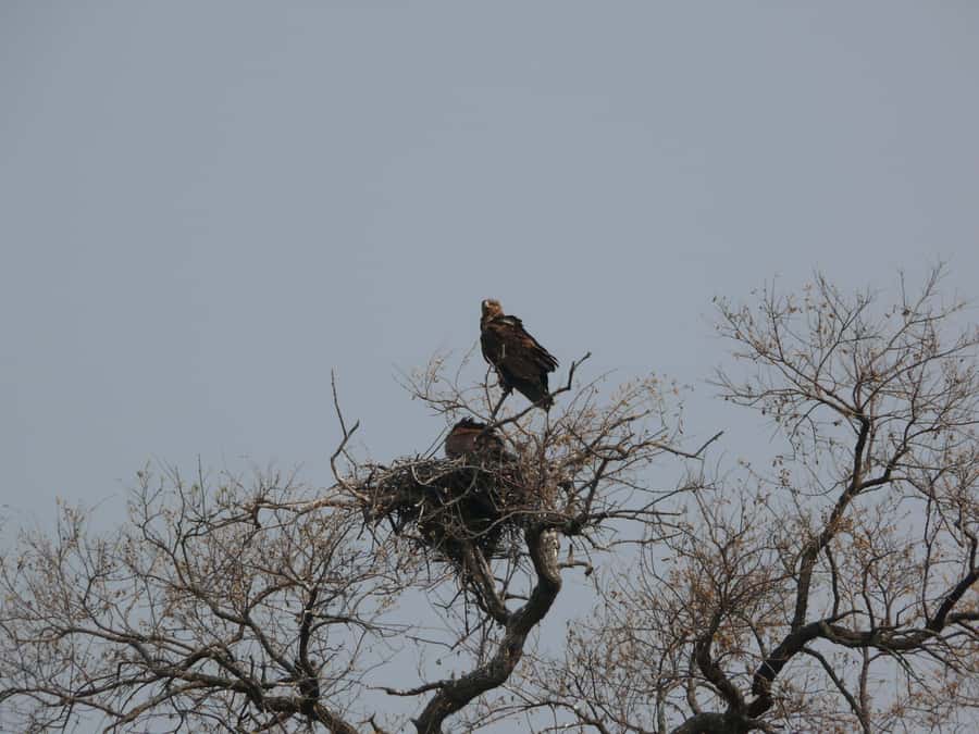 Hwange National Park Day Trip from Victoria Falls - Water holes, viewing platforms, and animal sightings