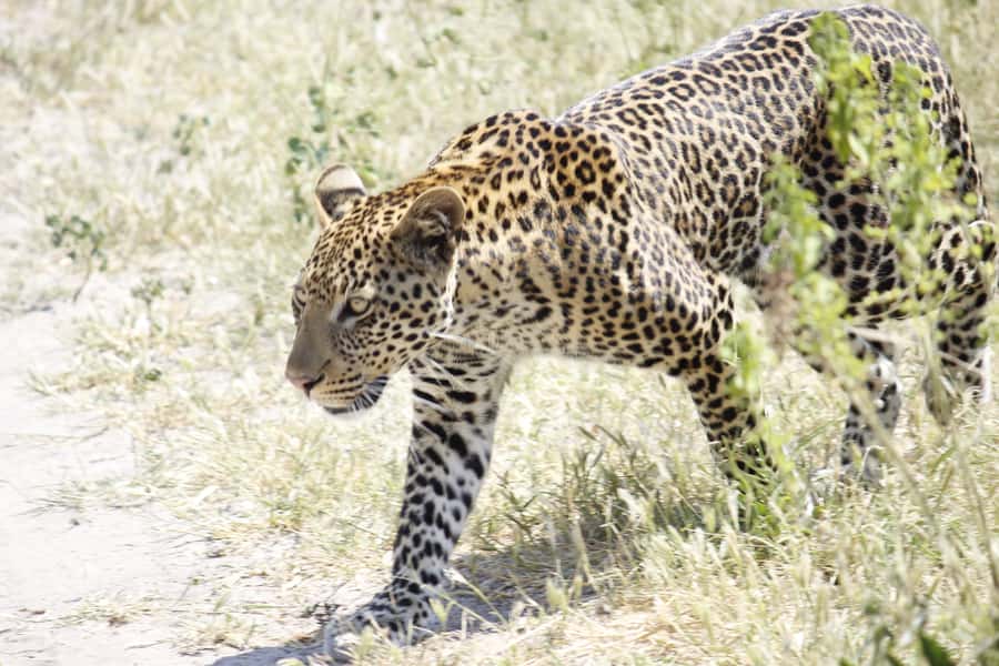 Hwange National Park Day Trip from Victoria Falls - Picnic lunch at the middle of the day
