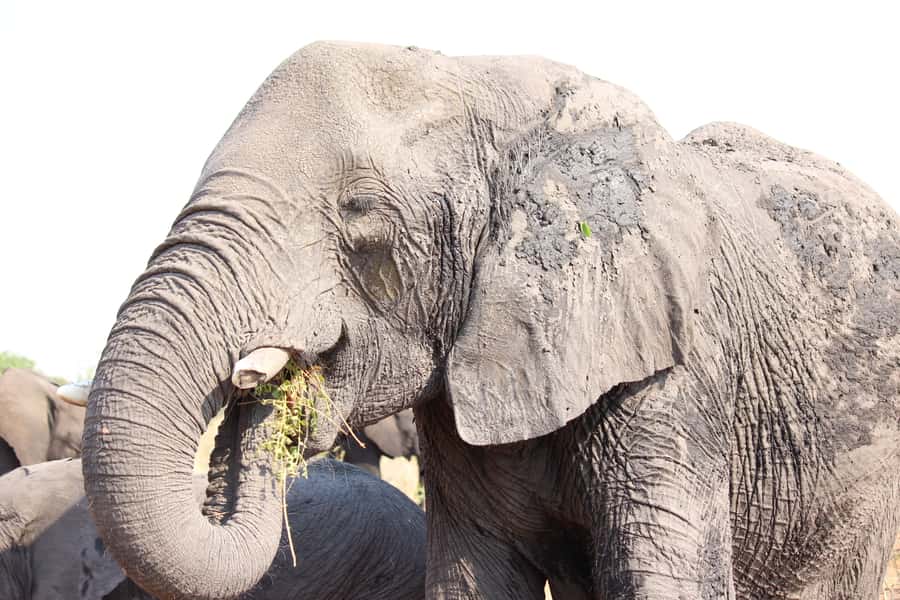 Hwange National Park Day Trip from Victoria Falls - The guide and the small group setup