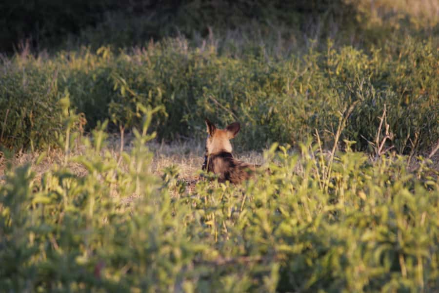Hwange National Park Day Trip from Victoria Falls - Is $330 plus the park fee good value?