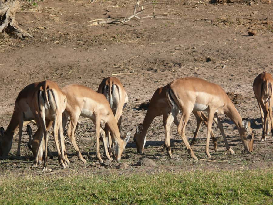 Hwange National Park Day Trip from Victoria Falls - Who should book this Hwange day trip?