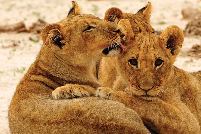Hwange National Park Full Day Game Drive Safari - The early pickup and two-hour road journey