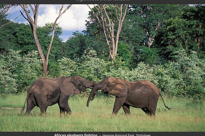 Hwange National Park Full Day Game Drive Safari - Eight hours of game drives in Hwange National Park