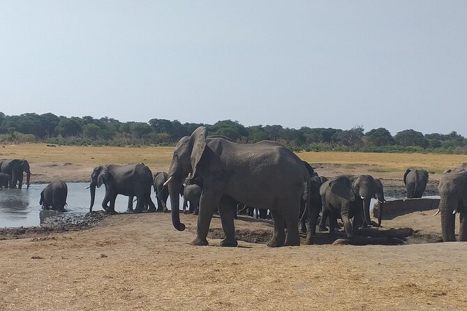 Hwange National Park Full Day Trip - Why Hwange makes this a serious day trip
