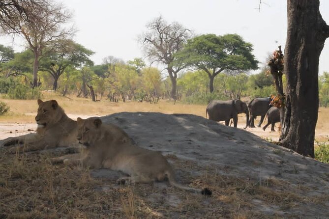 Hwange National Park Full Day Trip - Who should book this Hwange day trip?