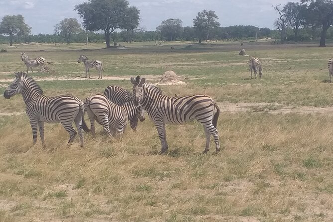 Hwange National Park Full Day Trip - The three-hour morning drive and 60-kilometer route