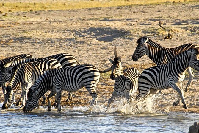 Hwange (Safari) Day Trip from Victoria Falls - The afternoon drive and return to Victoria Falls