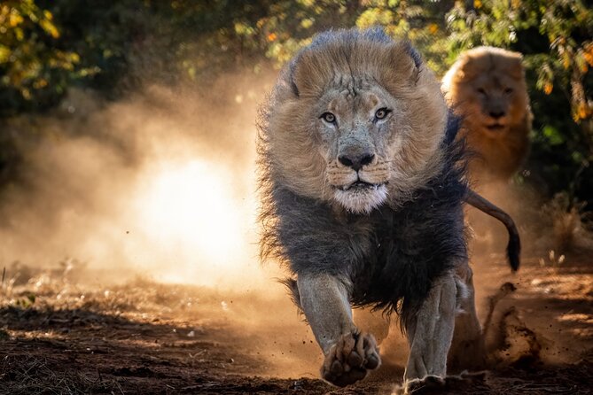 Lion & Wildlife Sanctuary Excursion Victoria Falls - Why the lion feeding is the tour’s main event