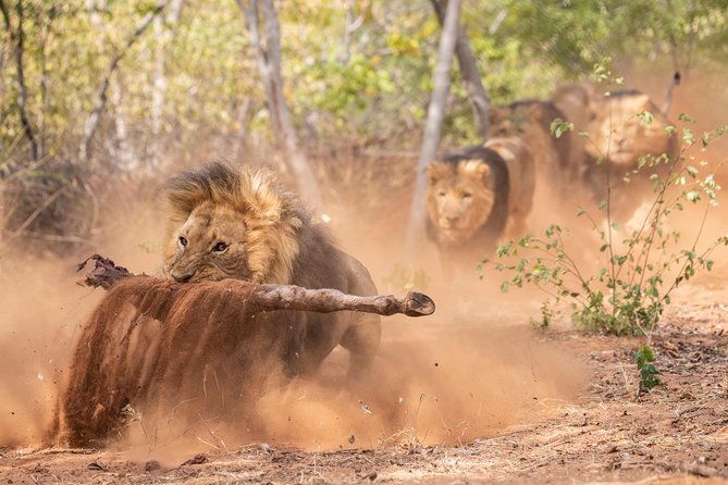 Lion & Wildlife Sanctuary Excursion Victoria Falls - What $120 buys you