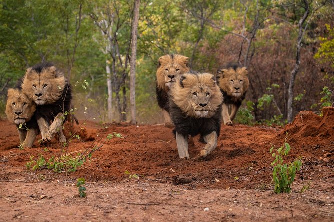 Lion & Wildlife Sanctuary Excursion Victoria Falls - Guides, safety, and practical comfort