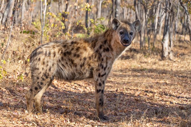 Lion & Wildlife Sanctuary Excursion Victoria Falls - Walking near three curious hyenas